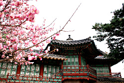 Blüten im Changdeok-Palast