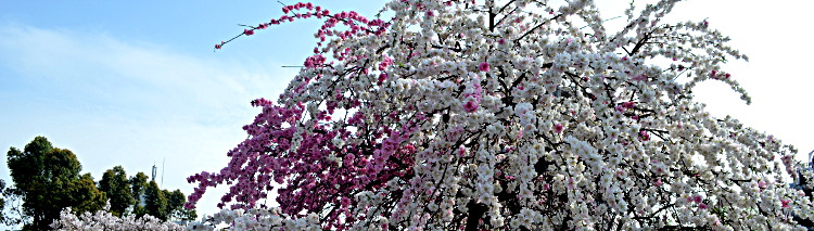 Kirschblüten in Japan.